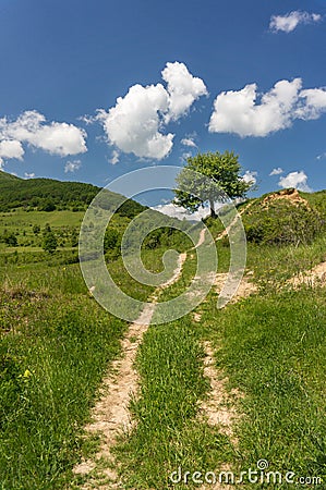 Dirt road leading to a tree Stock Photo