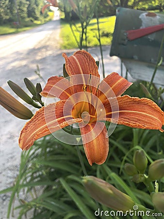 Wild lily Stock Photo