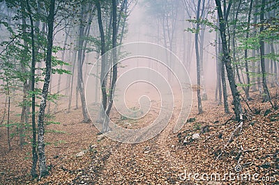 Dirt road in the magic and foggy morning beech forest Stock Photo