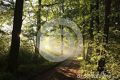 dirt road through a misty spring forest at dawn path through an spring deciduous forest in the sunshine the morning fog surrounds Stock Photo