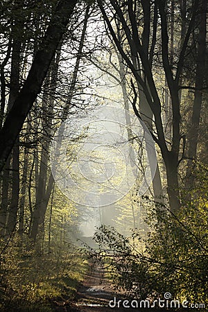 dirt road through a misty spring forest at dawn path through an spring deciduous forest in the sunshine the morning fog surrounds Stock Photo