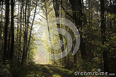 dirt road through a misty spring forest at dawn rural road through an spring deciduous forest in the sunshine the morning fog Stock Photo