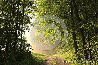 dirt road through a misty spring forest at dawn rural road through an spring deciduous forest in the sunshine the morning fog Stock Photo
