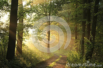 dirt road through a misty spring forest at dawn rural road through an spring deciduous forest in the sunshine the morning fog Stock Photo