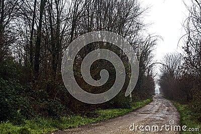 Dirt road with puddles in a grove on a clou day in winter Stock Photo