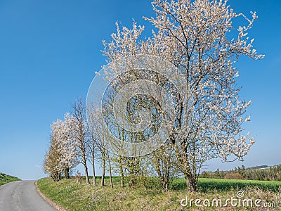 Dirt road in spring time Stock Photo