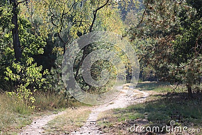 A dirt road at the Strabrechtse Heide Stock Photo