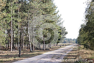 A dirt road at the Strabrechtse Heide Stock Photo