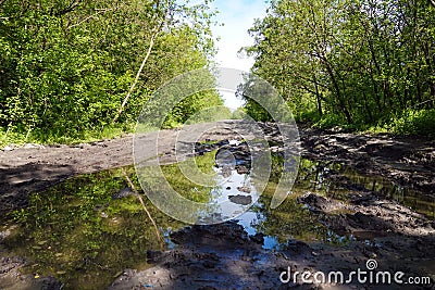 Dirt road among the trees Stock Photo