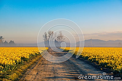 Dirt roads and daffodil fields Stock Photo