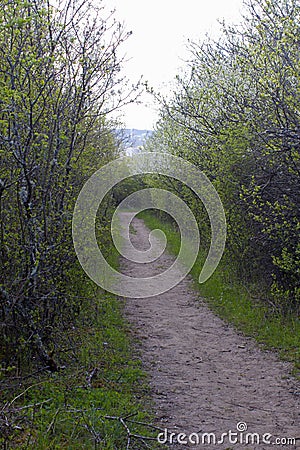 Dirt track through springtime bushes for concept of unknown future Stock Photo