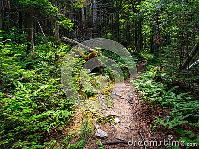 Dirt Trail Through Dense Forest Stock Photo