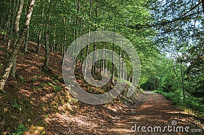 Dirt trail passing through green leafy beech forest Stock Photo