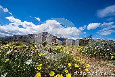 Dirt trail walking path in Anza Borrego Desert State Park during the spring 2019 super bloom in California Stock Photo