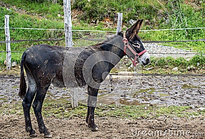 Dirty black donkey in a ranch surrounded by the grass and dirt under the sunlight Stock Photo