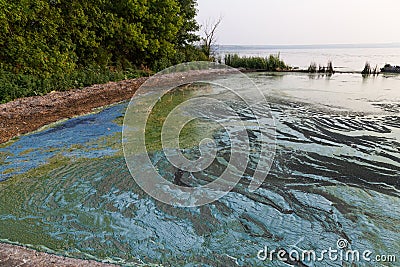 Dirty blue and green toxic algae reservoir. Stock Photo