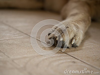 Dirty brown dog foot closeup on floor. Stock Photo