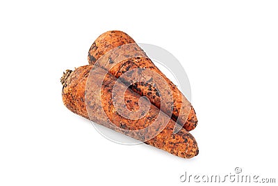 Dirty Carrots. Freshly harvested carrot. Dirty carrot with earth isolated on white background Stock Photo