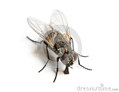 Dirty Common housefly eating, Musca domestica, isolated Stock Photo