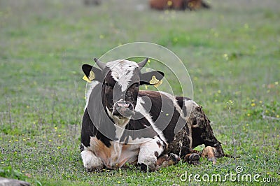 a dirty cow is resting in the meadow Stock Photo