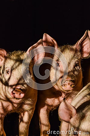 Dirty curious piglets in the shadow Stock Photo