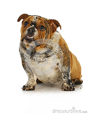 Dirty dog Stock Photo