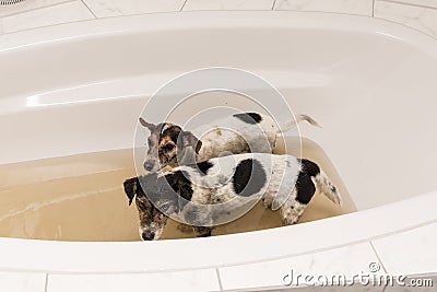 Dirty dogs ready for washing Stock Photo