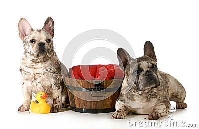 Dirty dogs Stock Photo