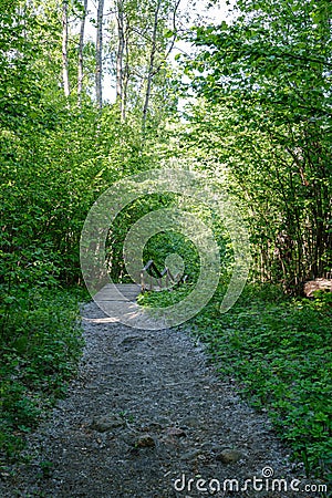 dirty gravel countryside gravel road in summer Stock Photo