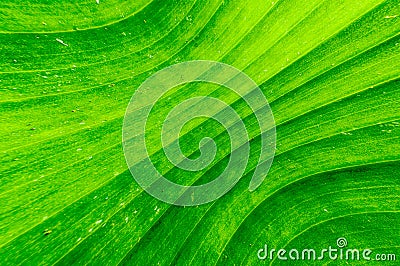 Dirty green banana leaf texture Stock Photo