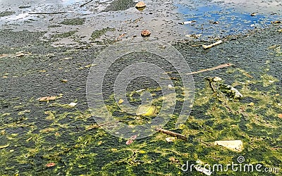 Dirty green polluted and garbage river in Puerto Escondido Mexico Stock Photo