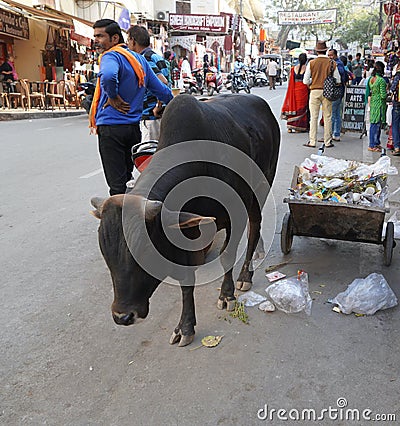 A dirty Indian bull is eating plastic and polythene bags from a pile of garbage in the city. Problem of environmental pollution, Editorial Stock Photo
