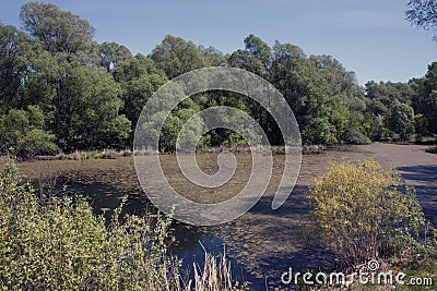 Dirty lake, swamp. Trees and bushes grow along the shore Stock Photo