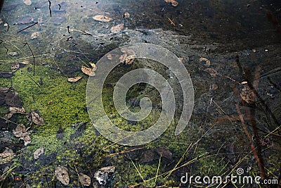 Dirty marsh covered with greens and leaves Stock Photo