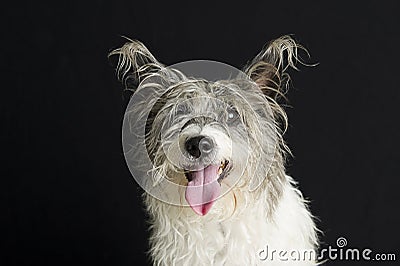 Dirty messy dog with long hair isolated on black background Stock Photo