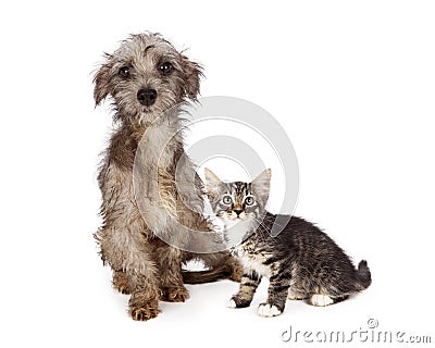 Dirty; messy; homeless; rescue; adopt; adoption; save; scared; l Stock Photo