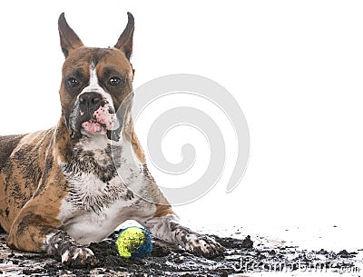 Dirty muddy dog Stock Photo