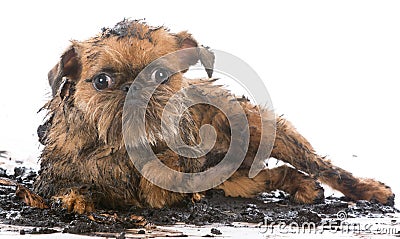 Dirty muddy dog Stock Photo