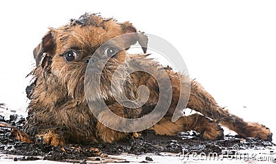 dirty muddy dog Stock Photo