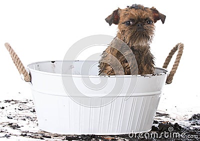 dirty muddy dog Stock Photo