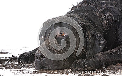 dirty muddy dog Stock Photo