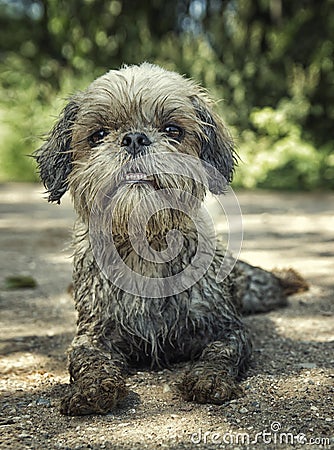 Dirty muddy dog laying down. toned photo Stock Photo
