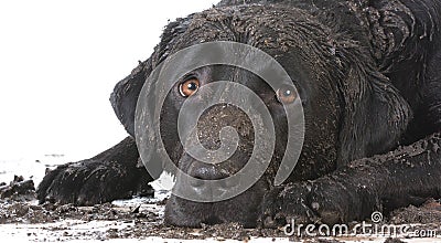 Dirty muddy dog Stock Photo