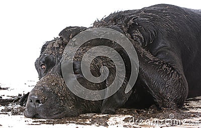 Dirty muddy dog Stock Photo