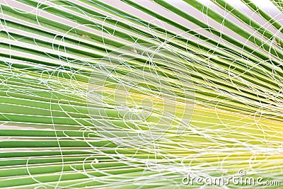 Dirty palm leaf Stock Photo