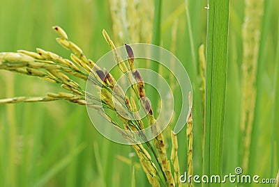 Dirty Panicle Disease Stock Photo