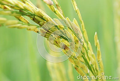 Dirty Panicle Disease Stock Photo