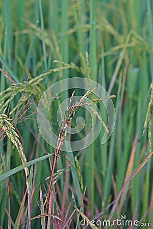 Dirty panicle disease on rice Stock Photo