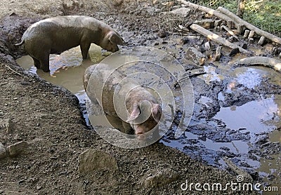 Dirty pigs in mud Stock Photo