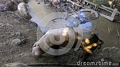 Dirty pigs in mud Stock Photo